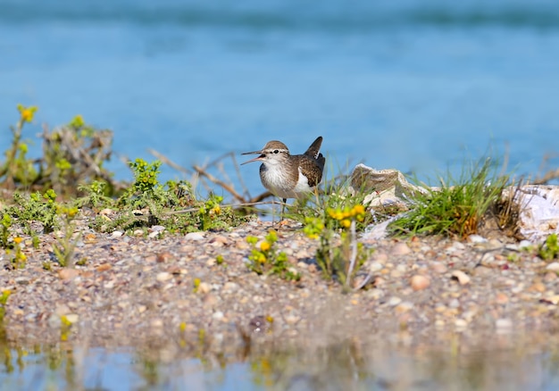 Le bécasseau commun (Actitis hypoleucos) se trouve dans le sable