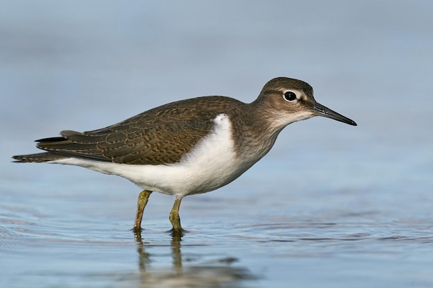 Bécasseau commun Actitis hypoleucos