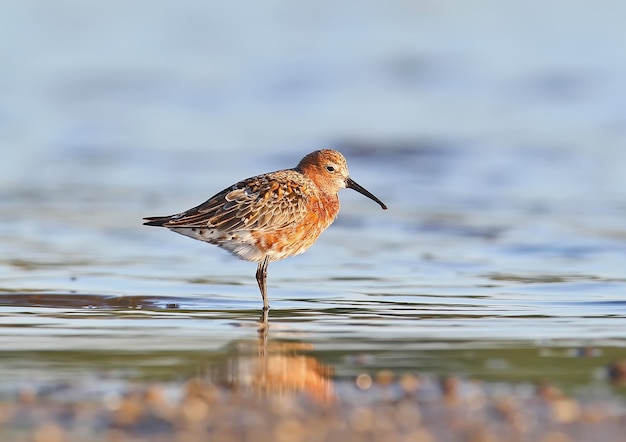 Le bécasseau courlis (Calidris ferruginea) dans la douce lumière du matin avec un plumage nuptial.