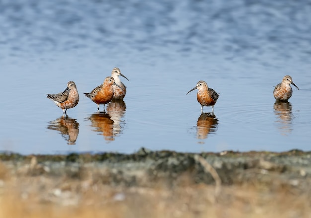 Bécasseau courlis (Calidris ferruginea) groupgraphed avec reflet dans l'eau bleue