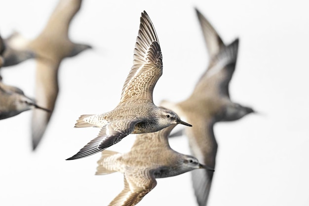 Bécasseau maubèche Calidris canutus