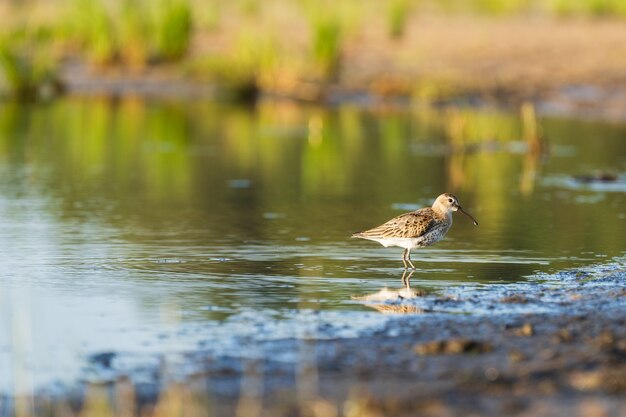 Le bécasseau se nourrit le long des rives de la mer baltique avant la migration de l'automne vers le sud