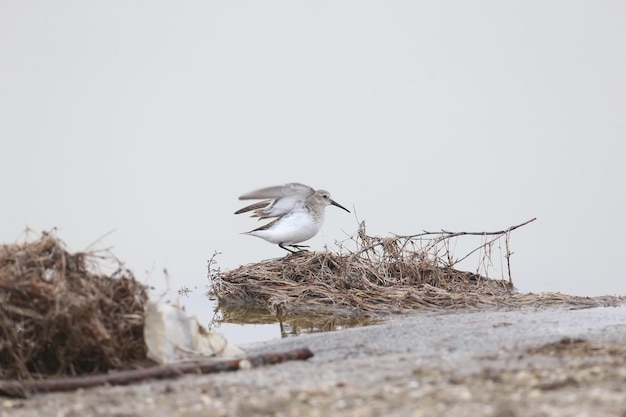 Photo le bécasseau variable calidris alpina