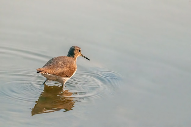 Un bécasseau vert à la recherche de nourriture dans l'eau