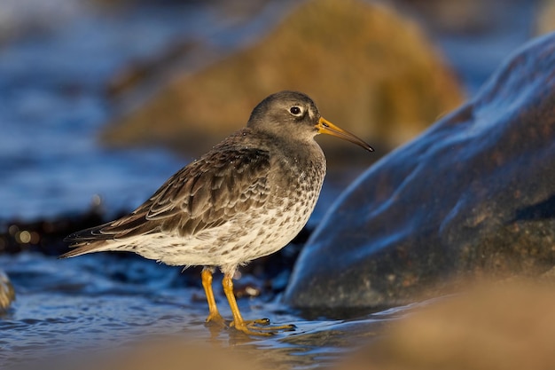 Bécasseau violet Calidris maritima