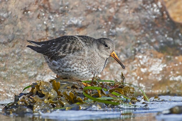 Bécasseau violet Calidris maritima