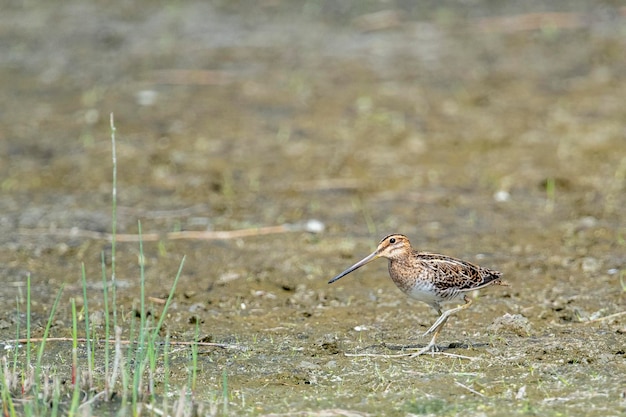 Bécassine Gallinago gallinago Malaga Espagne