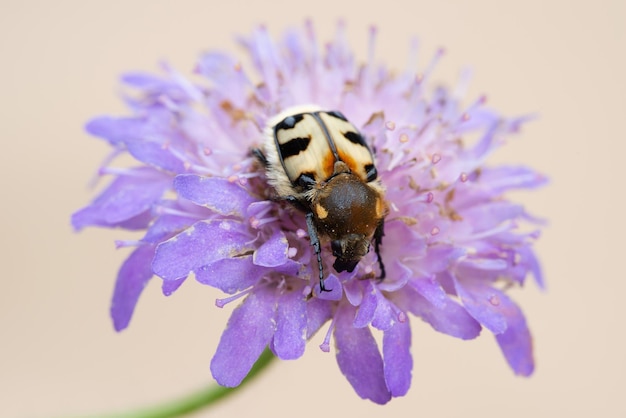 Bee beetle Trichius fasciatus sur une fleur