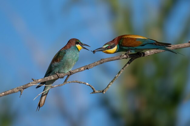 Beeeater Merops apiaster