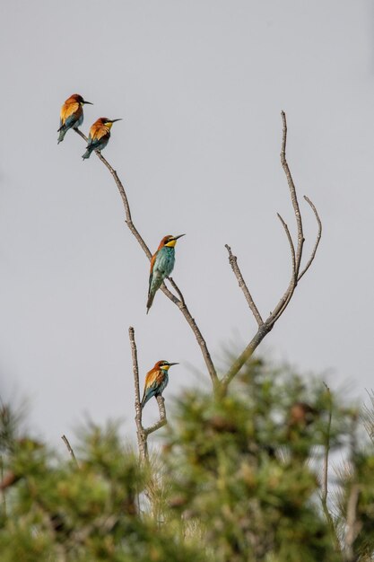 Beeeater Merops apiaster