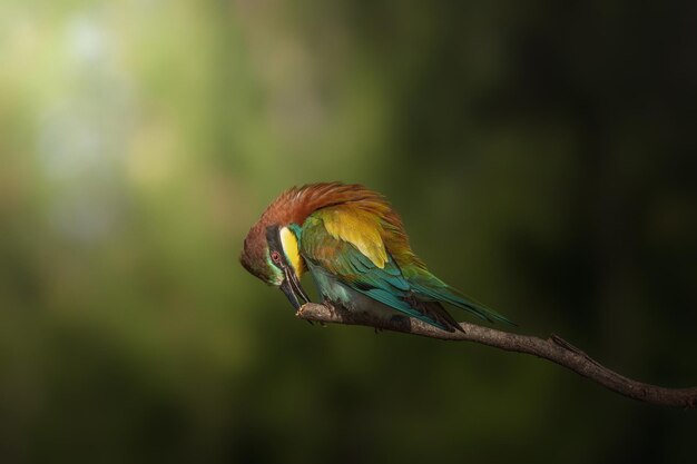 Beeeater Merops apiaster