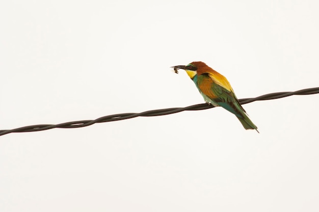 Beeeater perché sur une branche avec un insecte dans son bec