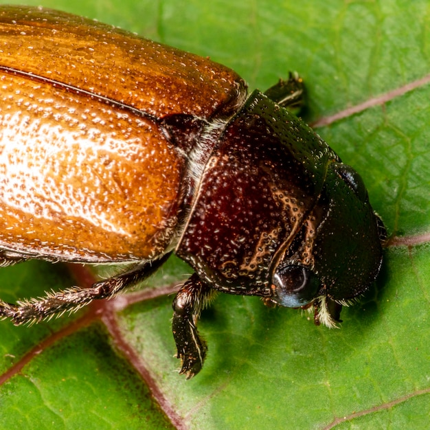 Beetle assis sur une feuille verte dans le jardin.