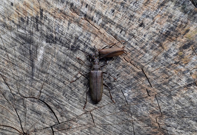 Beetle bark beetle Imago d'un insecte Beetle avec de longues antennes