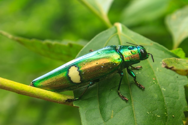 Beetle dans le genre steriocera