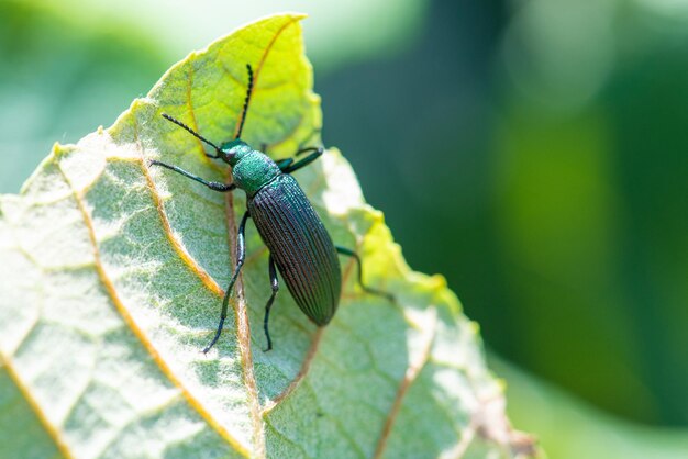 Beetle, photo d'un beau et coloré scarabée sur une vigne, lumière naturelle, mise au point sélective.