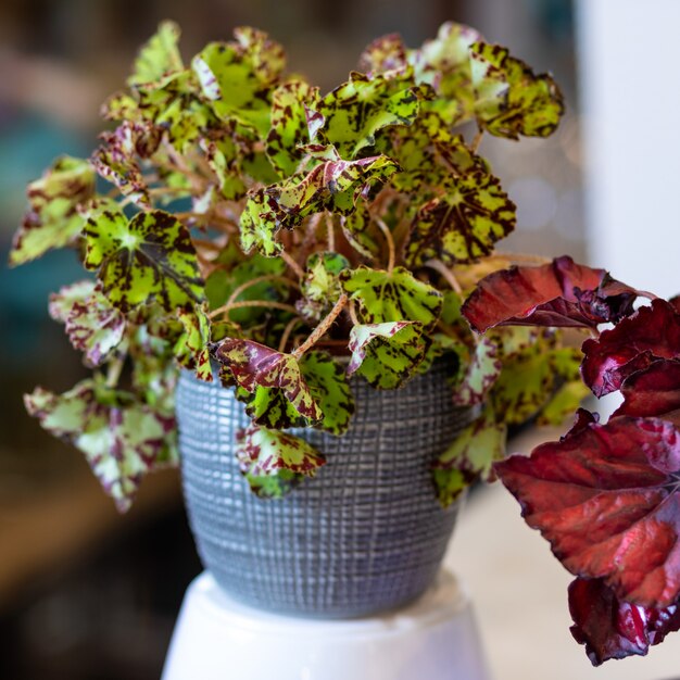 Bégonia à feuilles peintes, Begonia rex dans le pot d'argent