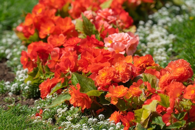 bégonia multicolore en fleurs dans un lit de fleurs