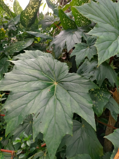 Begonia palmata en gros plan dans le jardin C'est une espèce de plante de la famille des Begoniaceae