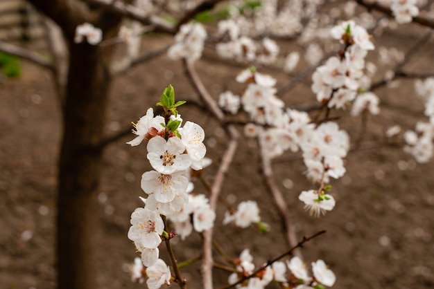 Le bel abricotier au printemps