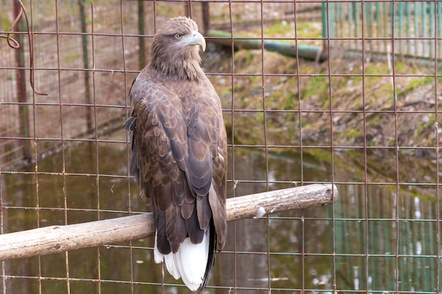 Bel aigle dans un zoo en cage