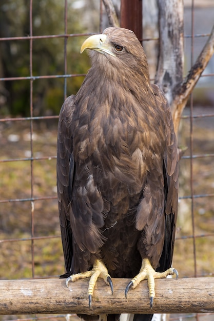 Bel aigle dans un zoo en cage