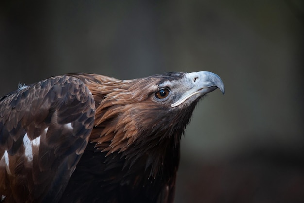 Bel aigle étant curieux