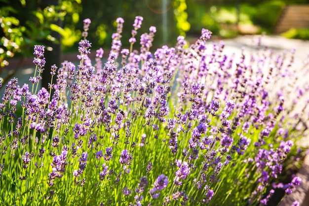 Bel aménagement paysager avec de belles plantes