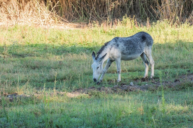 Bel âne broutant dans un pré ouvert à la ferme