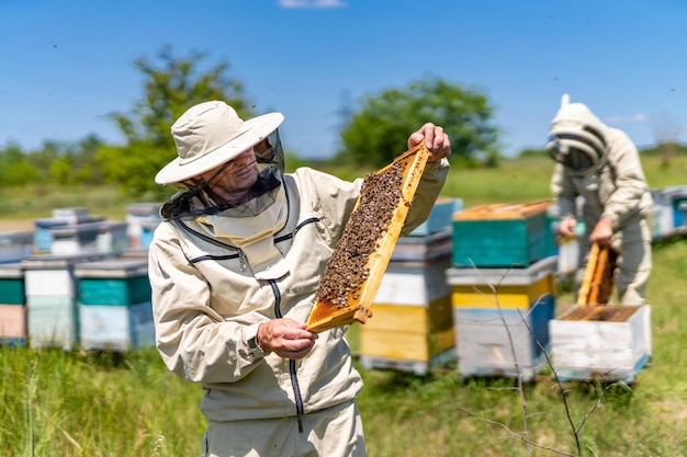 Bel apiculteur tenant un nid d'abeille plein d'abeilles