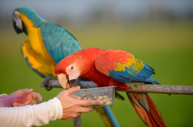 Bel ara, bel oiseau coloré d&#39;aras.