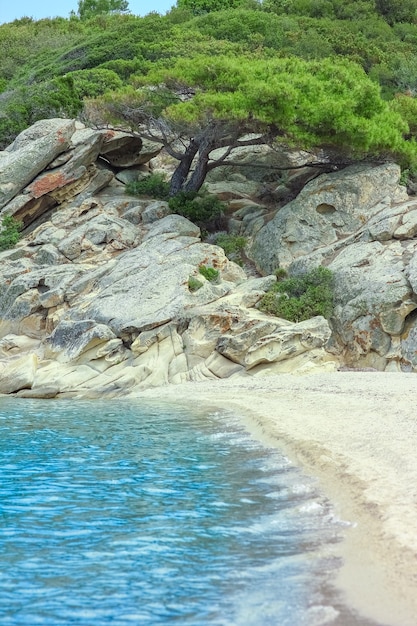 Bel arbre au bord de la mer sur fond de nature