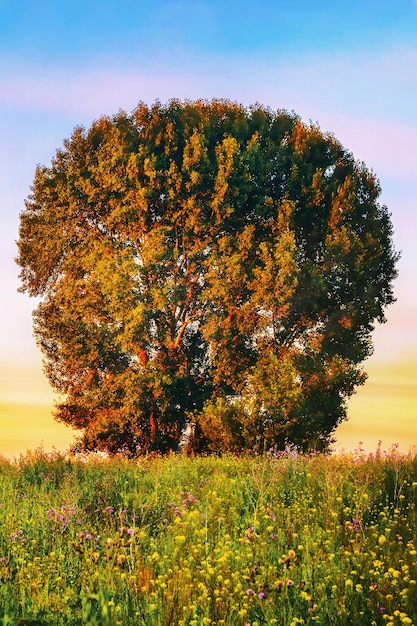 Bel arbre au milieu d'un pré de fleurs sur fond de coucher de soleil coloré