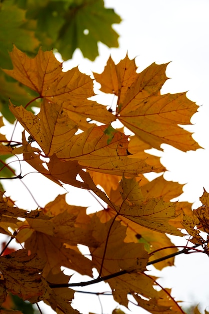 Bel arbre d'automne. scène d'automne. fond d'automne