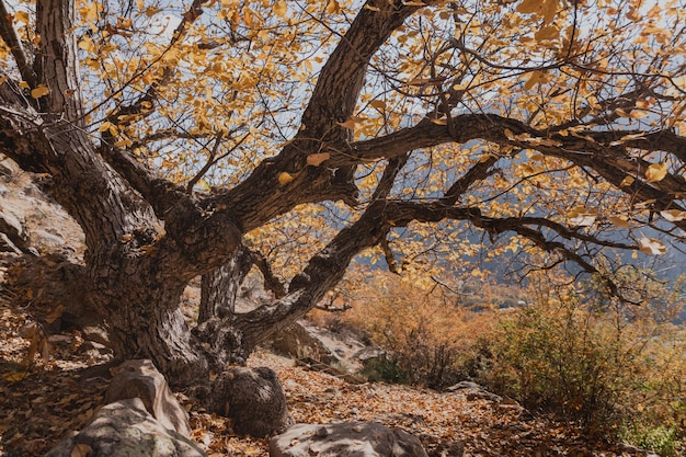 bel arbre aux feuilles jaunes en automne