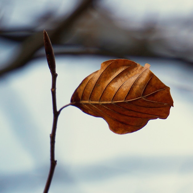 le bel arbre brun laisse dans la nature