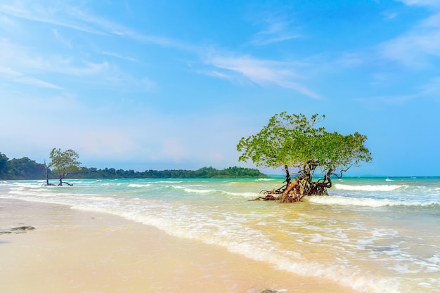 Bel arbre dans l'eau de mer