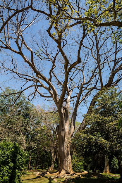 Bel arbre dans la forêt tropicale au Sri Lanka