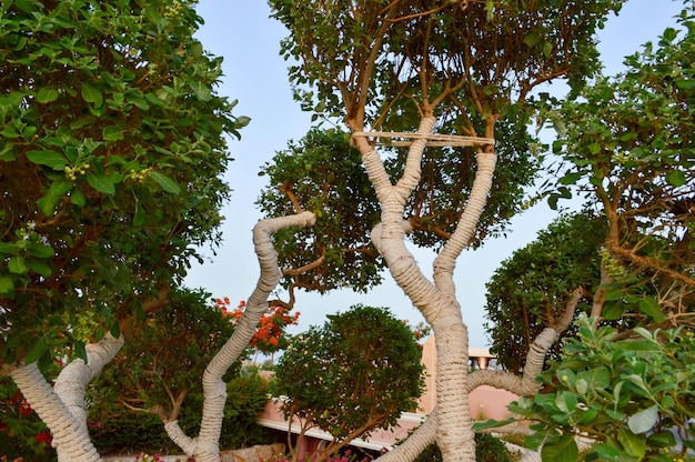 Un bel arbre exotique inhabituel avec des branches de feuilles vertes et un tronc enveloppé dans une corde blanche