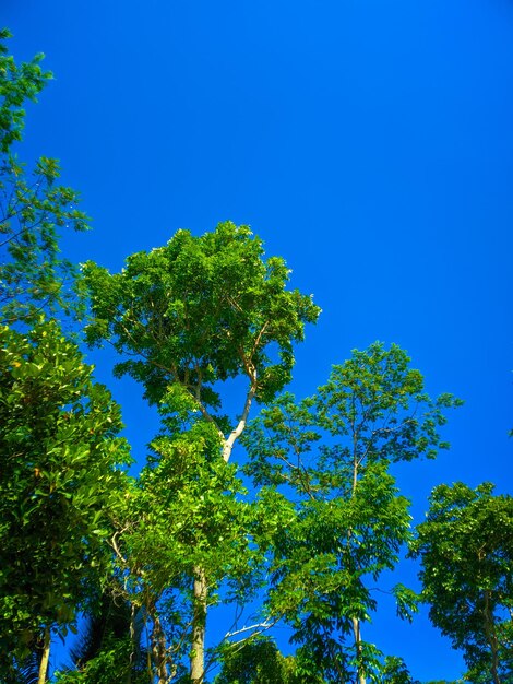 Photo bel arbre à feuillage vert sur fond de ciel bleu