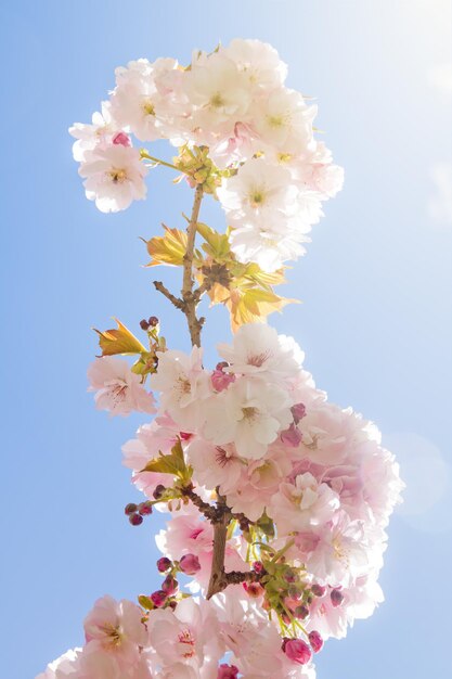 Bel arbre de fleur d'été