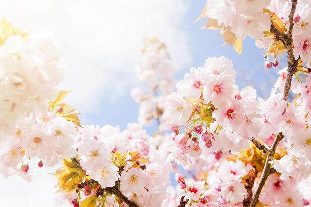 Bel arbre de fleur d'été