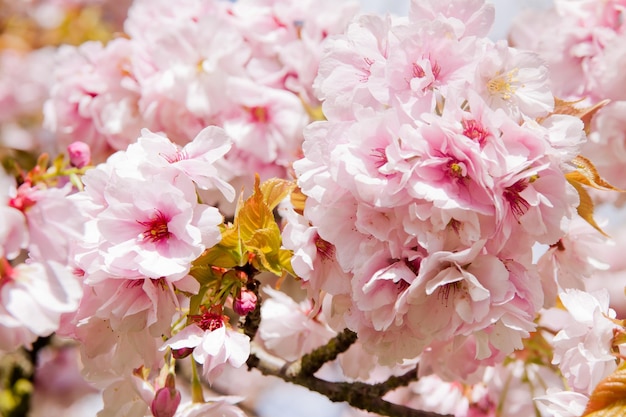 Bel arbre de fleur d'été