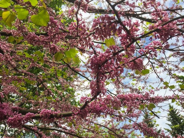 Bel arbre fleuri rose dans le jardin Gros plan Nature fond