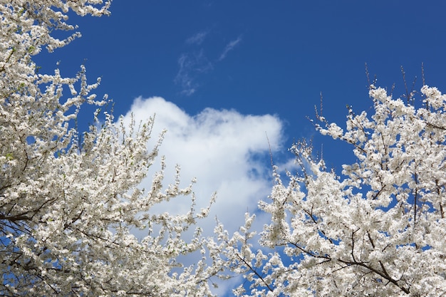 Bel arbre en fleurs blanc de sakura, saison de printemps. Copiez l'espace.