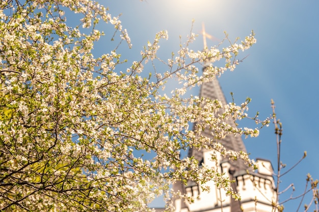 Bel arbre de fleurs de cerisier de printemps