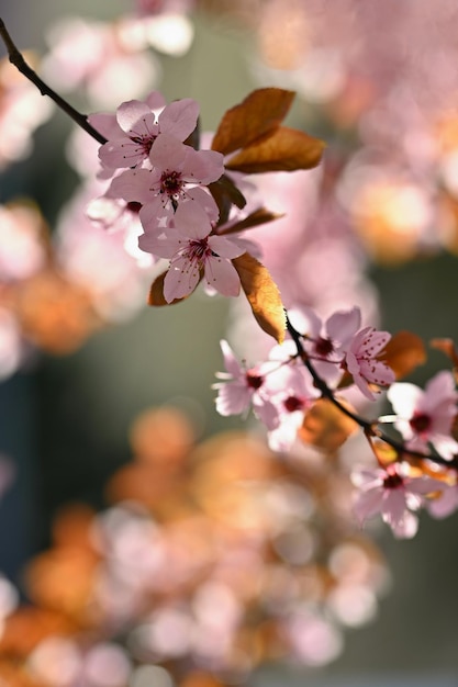 Bel arbre en fleurs Printemps fond coloré avec des fleurs Nature au printemps belle journée ensoleillée