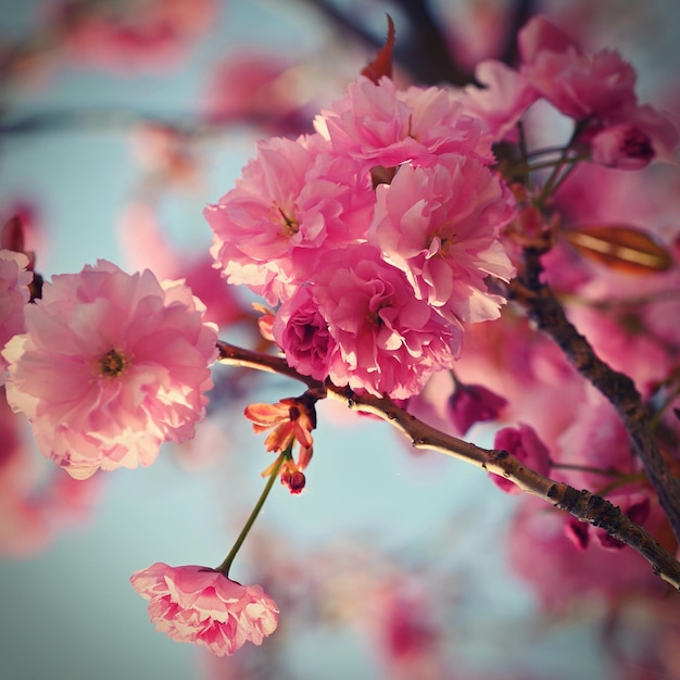 Bel arbre en fleurs Printemps fond coloré avec des fleurs Nature au printemps belle journée ensoleillée