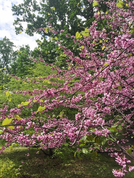 Bel arbre en fleurs roses dans le jardin Emplacement vertical