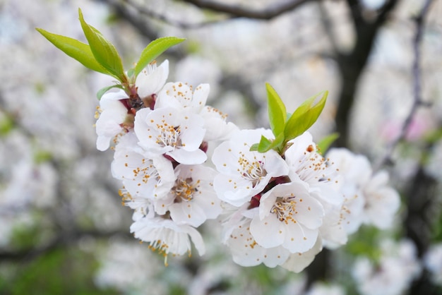 Bel arbre en fleurs sakura au printemps, gros plan